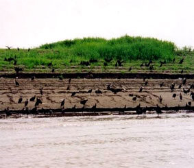 Типичная прибрежная зона во время засушливого периода в области Амазонки с коршуном Амазонки при поисках мертвых рыб