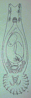 Схематическое изображение гиродактилюса